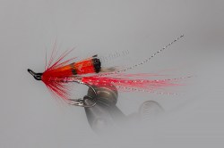 Shrimp_red