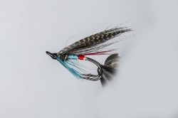 mallard_00549